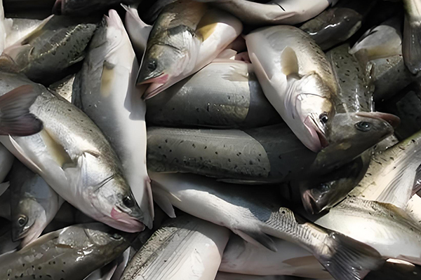 用200目沸石粉養清江魚合適嗎？-國投盛世