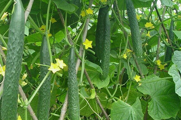 種植黃瓜為什么要用沸石？