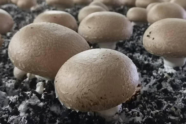 種蘑菇時加入沸石真的能夠有效提升產量嗎？