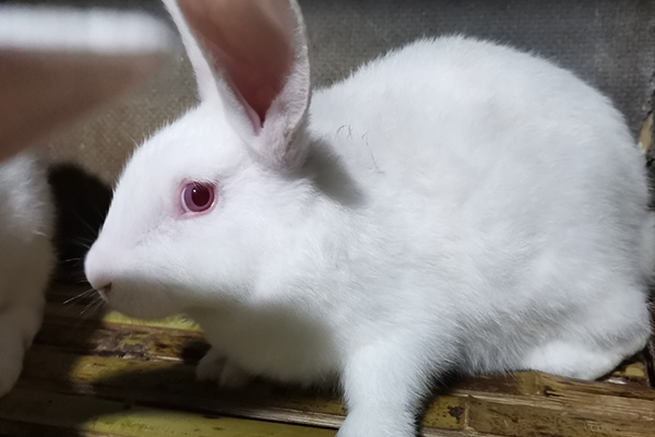 飼養(yǎng)家兔時(shí)可以使用沸石嗎？