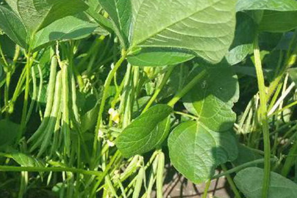 種植紅豆時加入沸石能提升產(chǎn)量嗎？-國投盛世