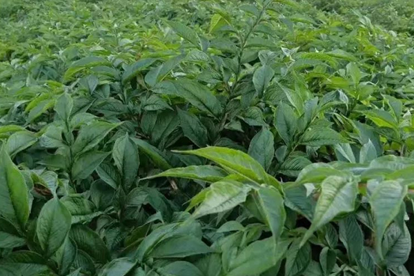 種植魔芋時加入沸石能提高產量嗎？-國投盛世