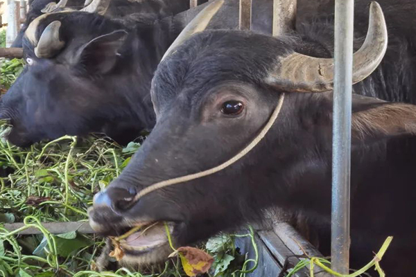 沸石能提升水牛飼養效率嗎？