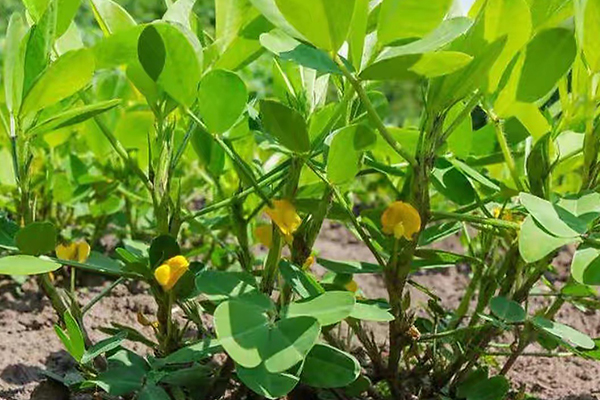 花生種植能否添加沸石？