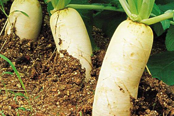 春季蘿卜種植時(shí)，加入沸石有沒(méi)有效果？
